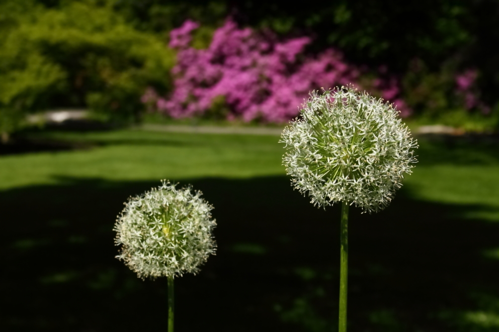 2012 05 17 2890